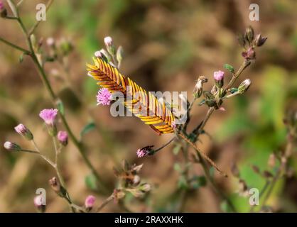 Feuille jaune Puff sèche tombant sur Little Ironweed Tree Banque D'Images