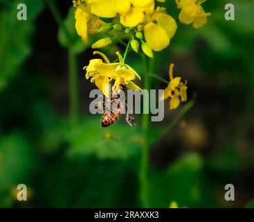 Abeille de miel sur fleur de moutarde jaune collectant le pollen dans la saison d'hiver Banque D'Images