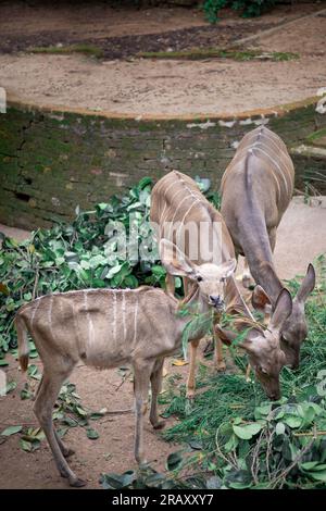 Femelle petit Kudu, Kudu, grand kudu ou kodoo, Un magnifique taureau kudu mature femelle, vue de côté, manger de la nourriture, photographie de paysage, fond d'écran 4K. Banque D'Images