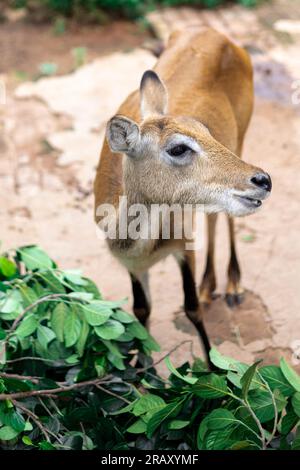 Cerfs, cerfs bruns, cerfs de Bawean (Axis kuhlii) vue latérale face, scène de la faune de la nature. cerf sans corne, photographie de paysage - fond d'écran image 4K. Banque D'Images