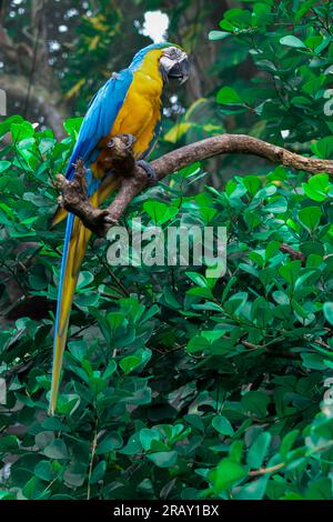 Macaw bleu et jaune assis sur une branche d'arbre, Macaw perroquet dans la nature, Macaw perroquet jaune bleu, perroquet coloré, Macaw, perché sur l'arbre Banque D'Images