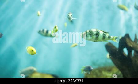 Haplochromis obliquidens, cichlidé jaune électrique, cichlidé, cichlidés africains (Malawi Peacock) dans l'aquarium, cichlidé bluegray métallique dans l'eau douce Banque D'Images