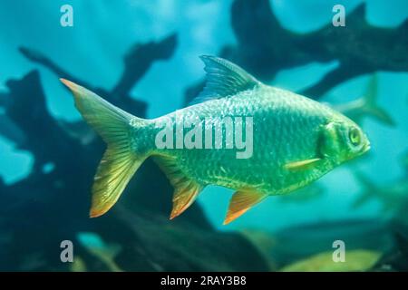 Barbe d'aluminium, Barbonymus schwanenfeldii, Barbe d'aluminium à queue rouge (Barbonymus schwanenfeldii), belle barbe d'argent nageant dans l'aquarium Banque D'Images