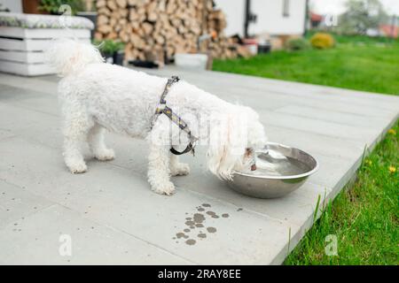 Un chien maltais moelleux mangeant dans son bol en métal alimentaire à l'extérieur dans l'arrière-cour de son jardin Banque D'Images