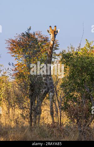 Girafe debout derrière un arbre au soleil Banque D'Images