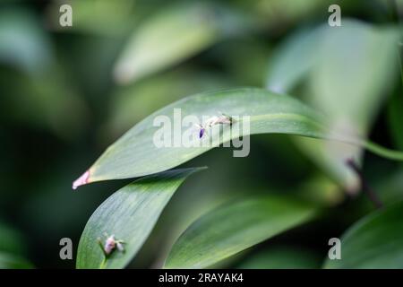 fleur de balai de boucher sans épingle sur une feuille. fleurs au milieu d'une feuille sur une plante dans un jardin Banque D'Images