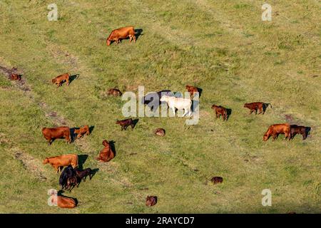 Vaches et veaux dans les South Downs, par une journée ensoleillée d'été Banque D'Images