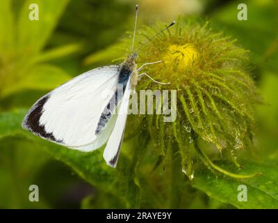 Papillon blanc de chou mâle, Pieris brassicae, reposant sur un bourgeon d'Inula hookeri dans un jardin britannique Banque D'Images