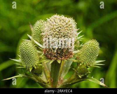 Têtes de fleurs pâles du houx à feuilles d'agave vivace, Eryngium agavifolium Banque D'Images