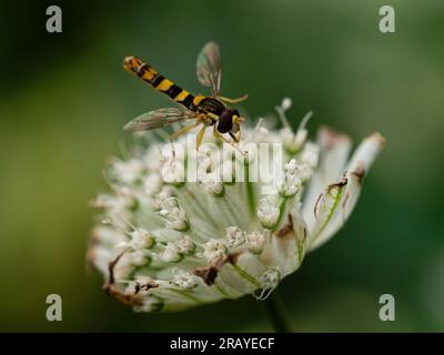 Coloration jaune et noire d'un hoverfly mâle britannique, Sphaerophoria scripta, sur une fleur d'Astrantia Major Banque D'Images