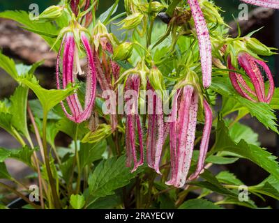 Pétales roses et blancs inhabituels dans les fleurs de la hardiose vivace bellflower, Campanula 'Pink Octopus' Banque D'Images