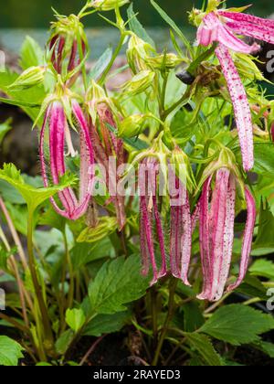 Pétales roses et blancs inhabituels dans les fleurs de la hardiose vivace bellflower, Campanula 'Pink Octopus' Banque D'Images