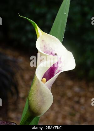 Spathe blanche avec intérieur violet du lys à moitié rustique, floraison estivale, Zantedeschia 'Picasso' Banque D'Images