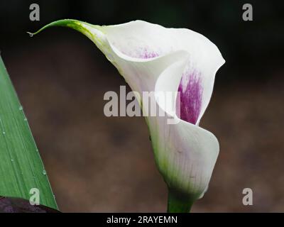 Spathe blanche avec intérieur violet du lys à moitié rustique, floraison estivale, Zantedeschia 'Picasso' Banque D'Images