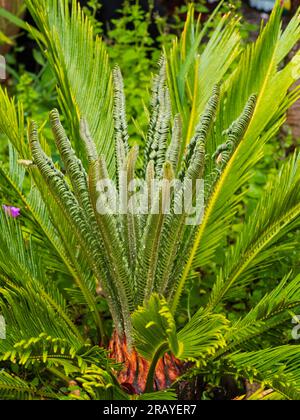 Tender Houseplant, Cycas revoluta, pluie tacheté tout en rinçant de nouvelles frondes au cours d'un été britannique à l'extérieur Banque D'Images