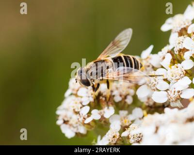 Mouche de drone conique femelle, Eristalis pertinax, un hoverfly commun de jardin du Royaume-Uni Banque D'Images