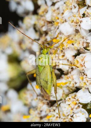 Adulte vert de la têtière suçeuse de sève la capside de pomme de terre Closterotomus norwegicus Banque D'Images