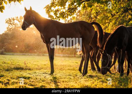 Poulains de chevaux pur-sang dans un élevage d'animaux. Troupeau de chevaux sur les pâturages d'été au coucher du soleil Banque D'Images