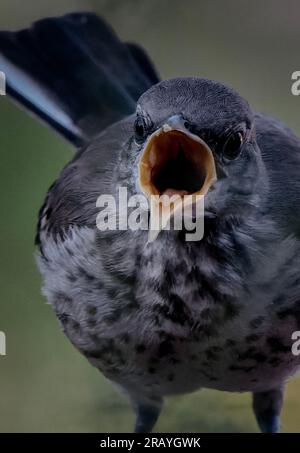 Un jeune Northern Mockingbird crie Banque D'Images