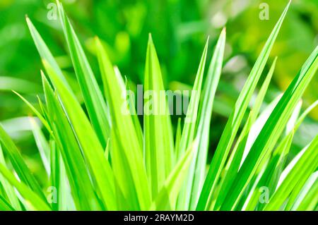 Pandanus, Pandan parfumé ou Pandom wangi ou Pandanus amaryllifolius ou plante PANDANACEAE Banque D'Images