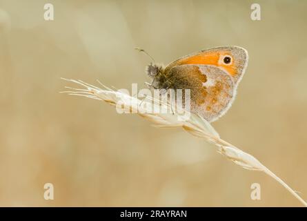 Petite santé, coenonympha pamphilus, papillon reposant sur Une tête d'herbe. New Forest UK Banque D'Images