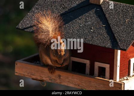 L'écureuil Regarde De La Maison Dans Le Paysage Du Parc Forestier Maison D' écureuil Dans Les Bois