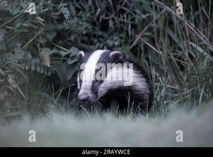 Un gros plan d'un adulte sauvage Badger (Meles meles), Warwickshire Banque D'Images