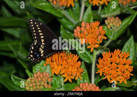 Queue d'aronde noire, Papilio polyxènes, nectaring de l'amaigri orange, Asclepias tuberosa Banque D'Images