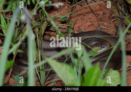 Racer à ventre jaune, Coluber constrictor Banque D'Images