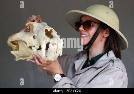 06 juillet 2023, Saxe-Anhalt, Halle (Saale) : Pia, pilote de zoo, présente un crâne de tigre malaisien dans le programme spécial "Adventure Rainforest" à Bergzoo Halle. Le thème principal du programme de vacances d'été de cette année est 'Adventure Rainforestt'. Ici, les visiteurs peuvent explorer virtuellement la flore et la faune de la forêt tropicale en utilisant la réalité augmentée. Diverses zones du zoo ont été redécorées en paysages de forêt tropicale, et il y a aussi un paysage de plage des Caraïbes - le 'Bamboo Beach Club'. Photo : Jan Woitas/dpa/ZB Banque D'Images