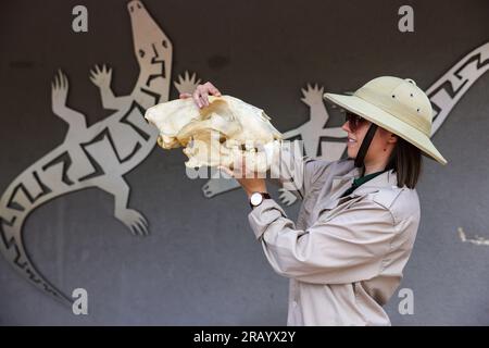 06 juillet 2023, Saxe-Anhalt, Halle (Saale) : Pia, pilote de zoo, présente un crâne de tigre malaisien dans le programme spécial "Adventure Rainforest" à Bergzoo Halle. Le thème principal du programme de vacances d'été de cette année est 'Adventure Rainforestt'. Ici, les visiteurs peuvent explorer virtuellement la flore et la faune de la forêt tropicale en utilisant la réalité augmentée. Diverses zones du zoo ont été redécorées en paysages de forêt tropicale, et il y a aussi un paysage de plage des Caraïbes - le 'Bamboo Beach Club'. Photo : Jan Woitas/dpa/ZB Banque D'Images