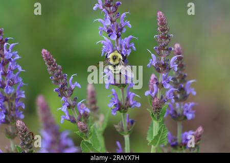 Un bourdon à deux taches sur les fleurs de sauge des bois Banque D'Images