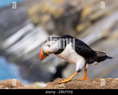 Macareux de l'Atlantique, île Skomer, ouest du pays de Galles Banque D'Images