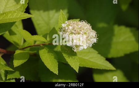 Spiraea vangutta fleurs d'été fleurs de brousse grappes de petites fleurs au printemps Banque D'Images