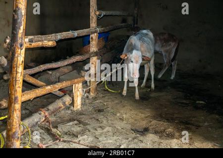 Bétail chèvres et bétail attachés à l'intérieur d'une maison de boue dans Uttarakhand rural, Inde. Agriculture et élevage. Banque D'Images