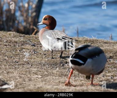 Le canard siffleur Mareca penelope Banque D'Images