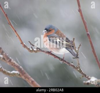 CHAFFINCH COMMUN sur la branche en hiver Banque D'Images