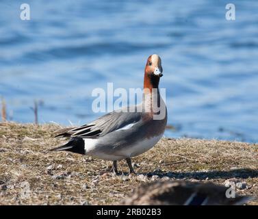 Le canard siffleur Mareca penelope Banque D'Images