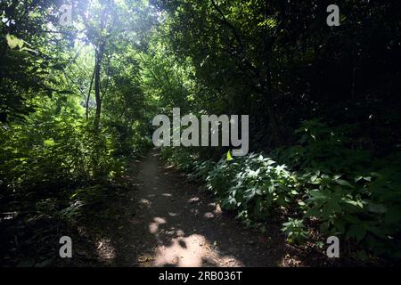 Sentier au milieu d'une forêt avec la lumière du soleil passant à travers la canopée des arbres au-dessus d'elle par une journée ensoleillée dans la campagne italienne Banque D'Images