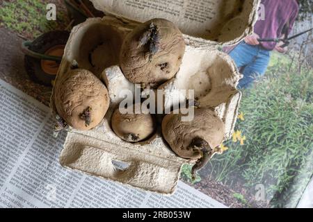 Les plants de pommes de terre chitting Banque D'Images