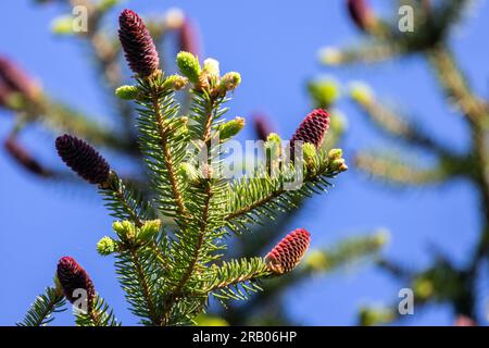 Branche de sapin avec des cônes immatures rouges sous le ciel bleu un jour Banque D'Images