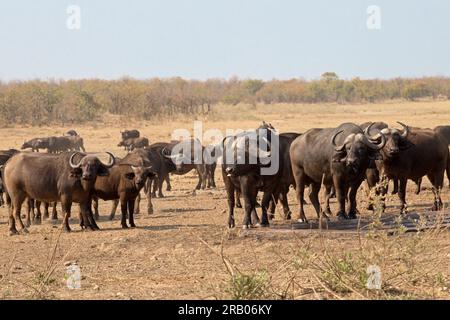 Buffles africains Banque D'Images