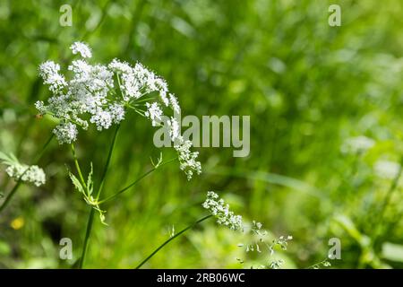 Floraison Aegopodium podagraria, communément appelé sureau de terre, est une espèce de plante à fleurs de la famille des Apiaceae. Gros plan photo avec selec Banque D'Images