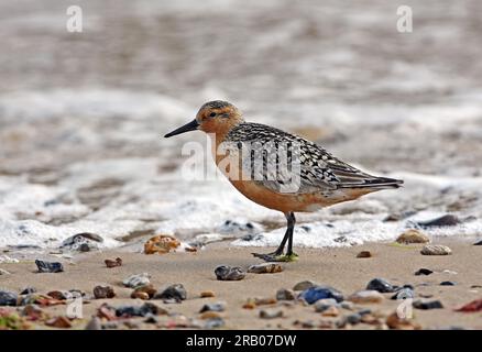 Nœud rouge (Calidris canutus) plumage d'été avec quelques plumes d'hiver conservées Eccles-on-Sea, Norfolk, Royaume-Uni. Juillet Banque D'Images