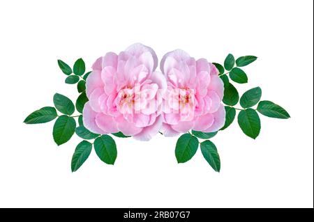 Bouquet de roses roses sur fond blanc. Isoler Banque D'Images