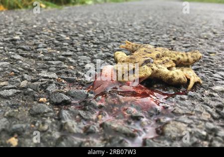 Grenouille morte tuée par un véhicule sur une route asphaltée où il n'y a aucun moyen de pénétrer Banque D'Images