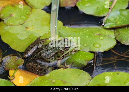 Grenouille des marais Rana ridibunda, vert olive avec taches foncées sur le corps et les jambes bande jaune verdâtre au centre du dos tête pointue yeux rapprochés Banque D'Images