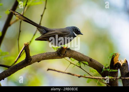 Collier blanc tour de cou Fandtail posing sur la branche extérieure Banque D'Images