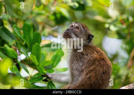 Jeune macaque à longue queue se nourrissant dans une mangrove, Singapour Banque D'Images