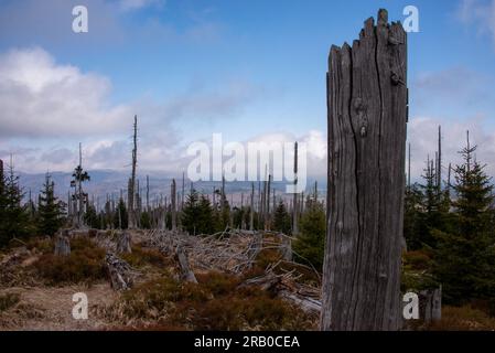 Vue du nord depuis le mont Rachel : les tempêtes et les pluies acides ont endommagé des parties de la forêt bavaroise et sont maintenant laissées pour repousser naturellement. Banque D'Images